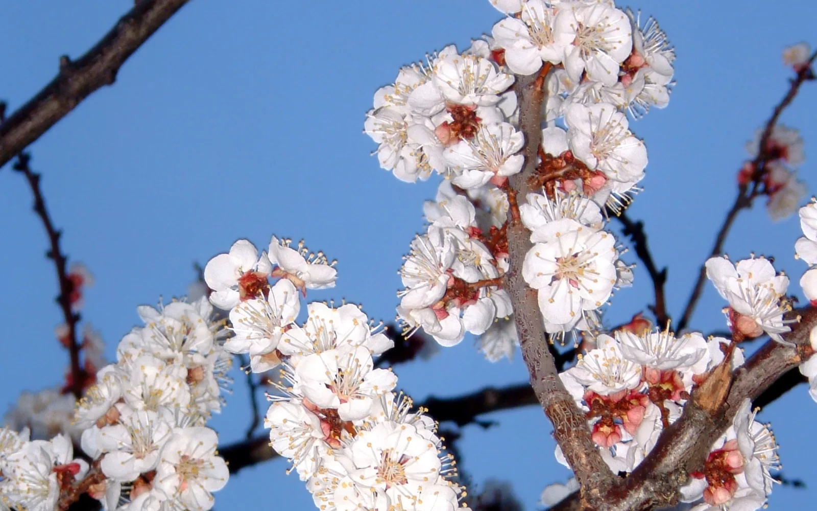 Close-up detail of apricot blossoms